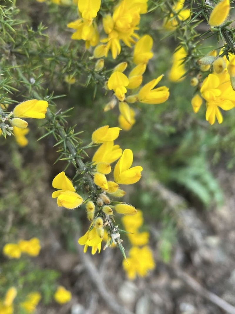 Ulex baeticus subsp. baeticus photo 2