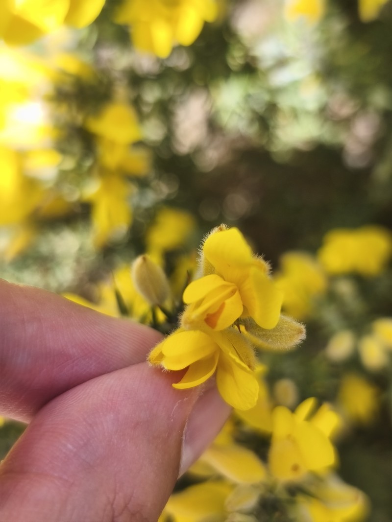 Ulex baeticus subsp. baeticus photo 3