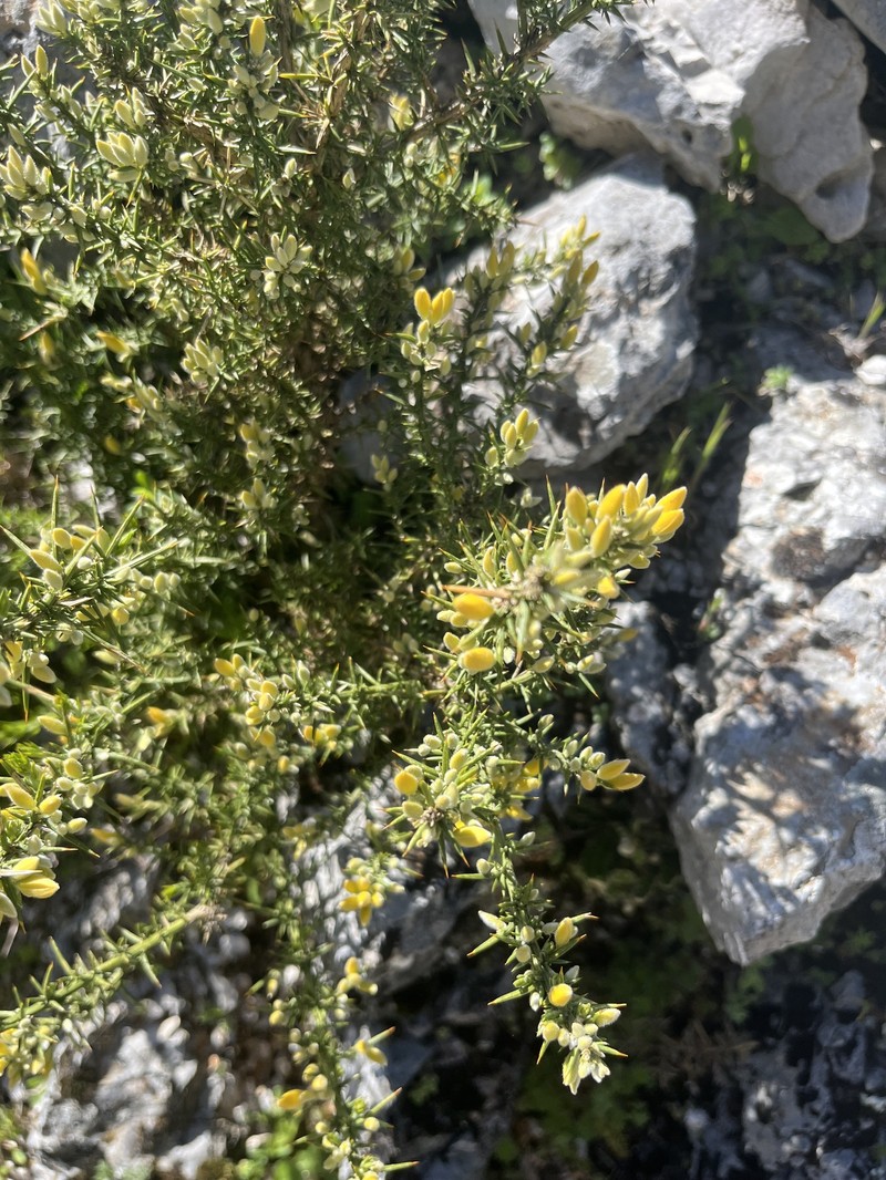 Ulex baeticus subsp. baeticus photo 4