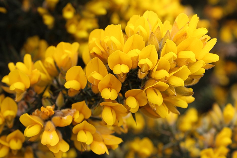 Common Gorse