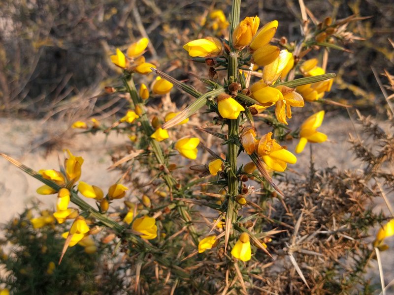 Common Gorse photo 5