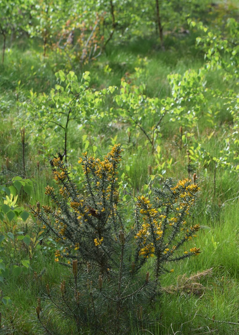 Common Gorse photo 6