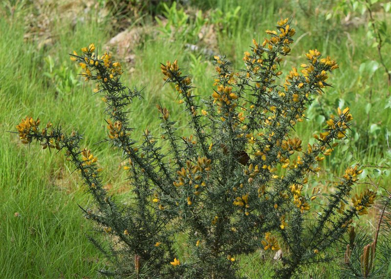 Common Gorse photo 7