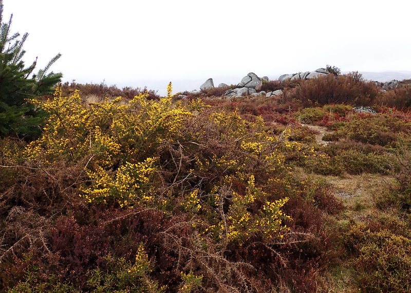 Common Gorse photo 8