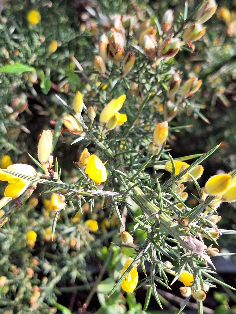 Ulex europaeus subsp. europaeus