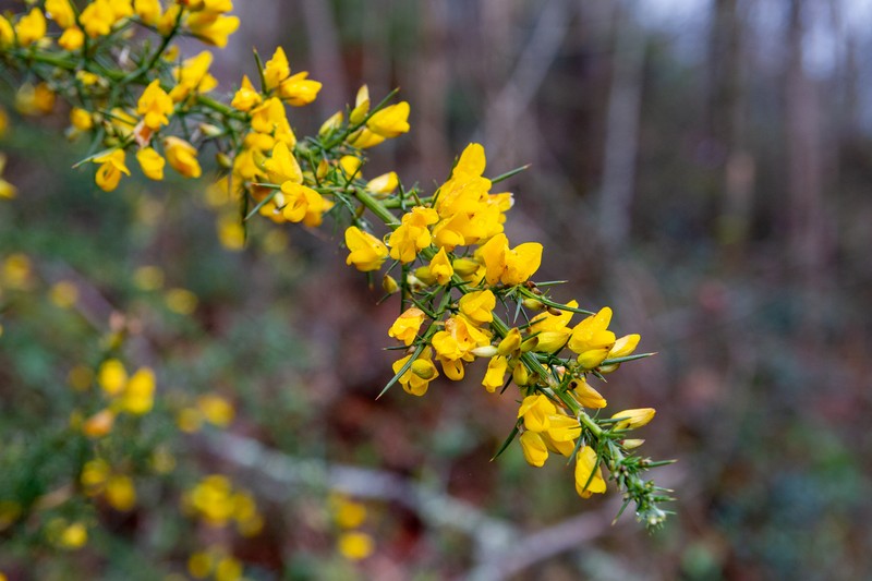 Ulex europaeus subsp. europaeus photo 2