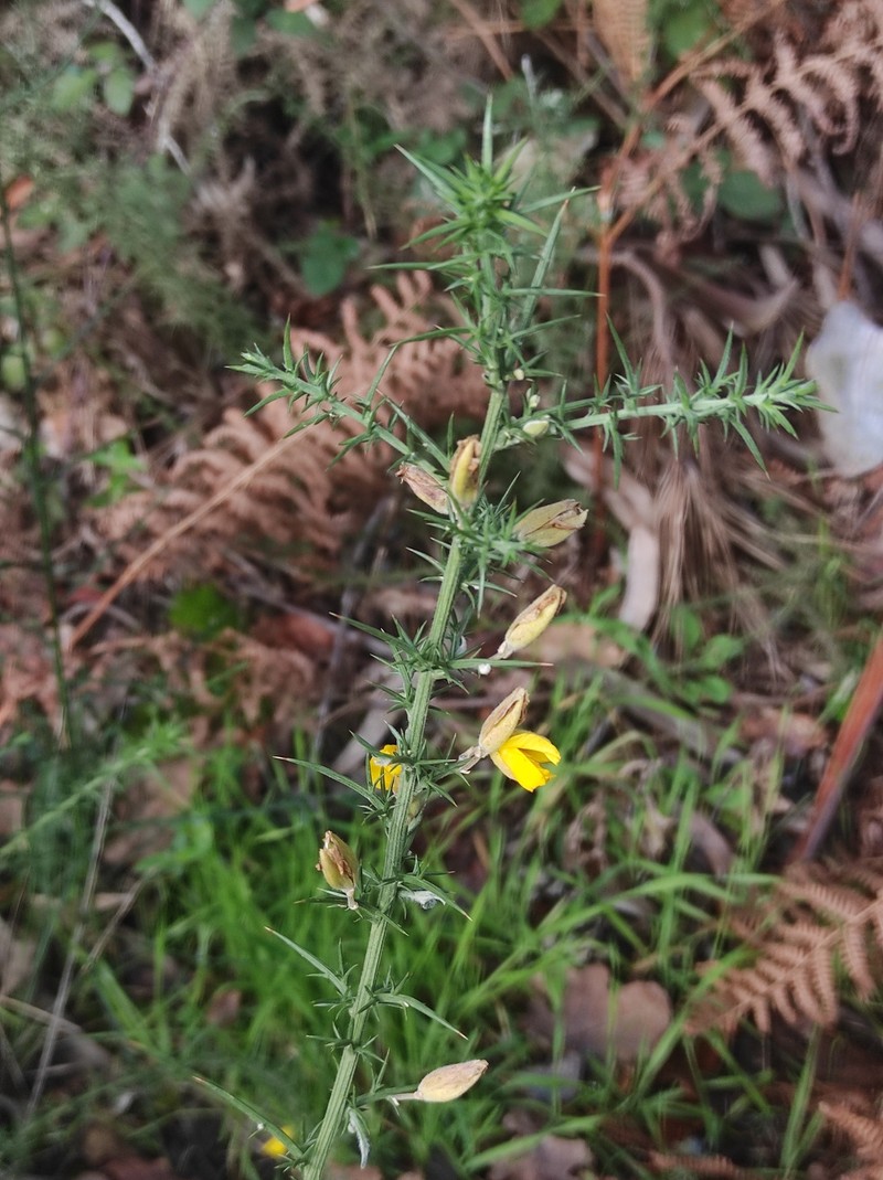 Ulex europaeus subsp. europaeus photo 3