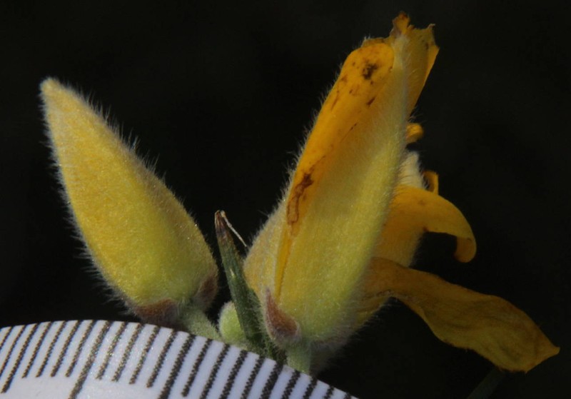 Ulex europaeus subsp. europaeus photo 4