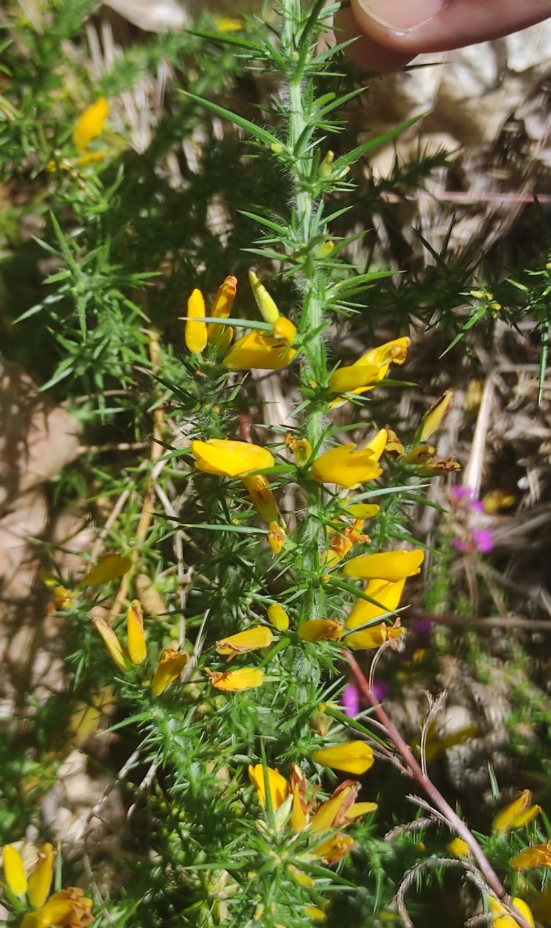 Ulex gallii subsp. gallii