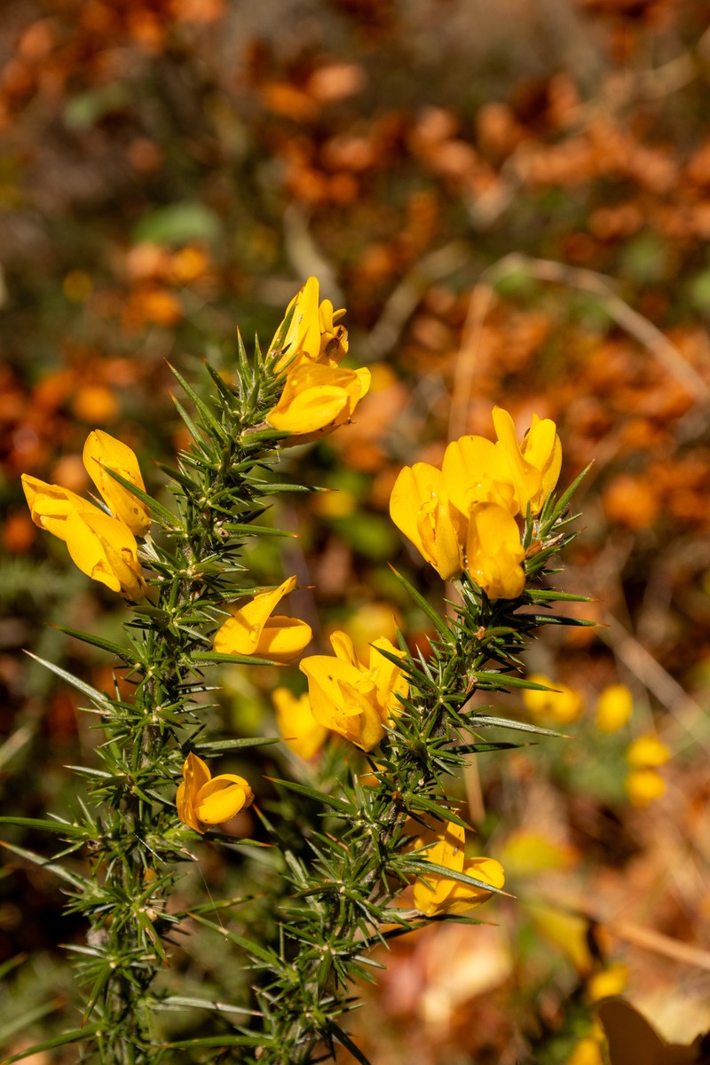 Ulex gallii subsp. gallii photo 2