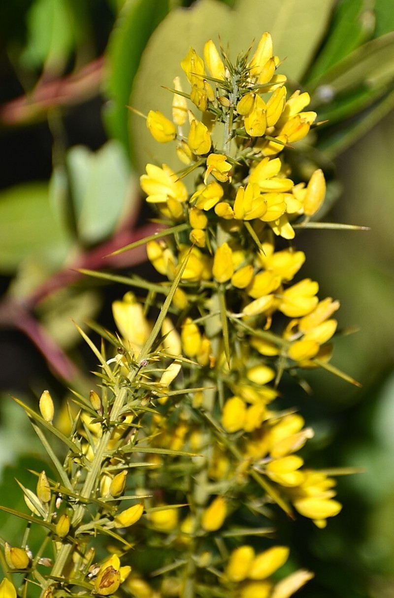Ulex parviflorus subsp. parviflorus