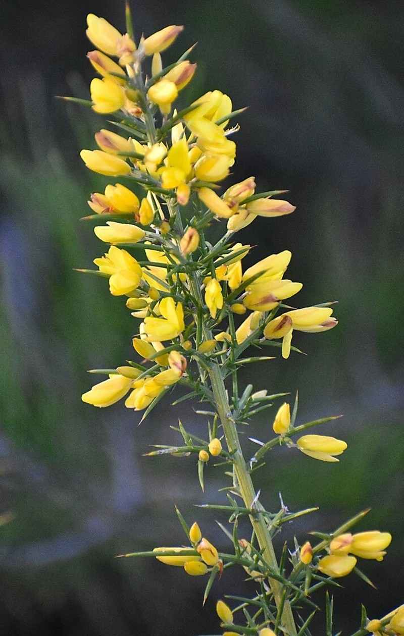 Ulex parviflorus subsp. parviflorus photo 2