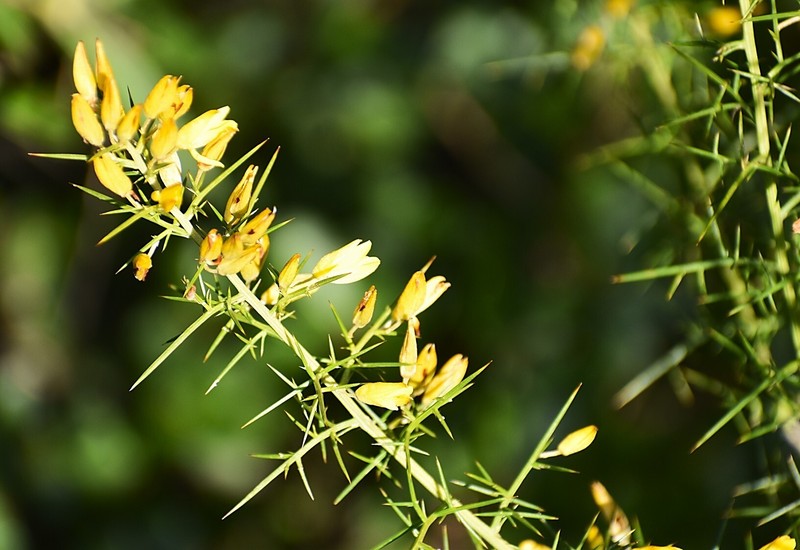Ulex parviflorus subsp. parviflorus photo 3
