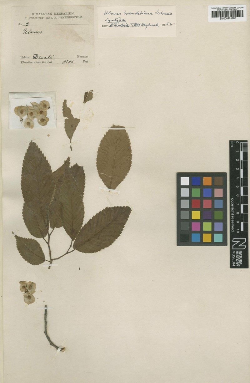 Ulmus × brandisiana