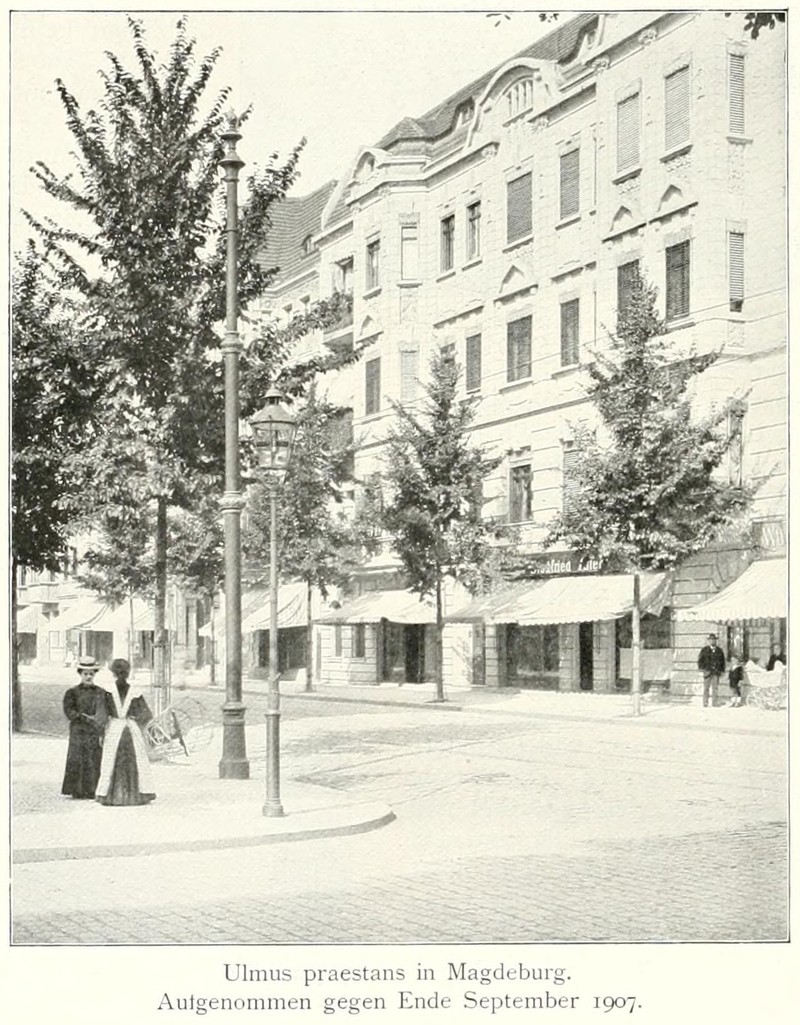 Dutch Elm