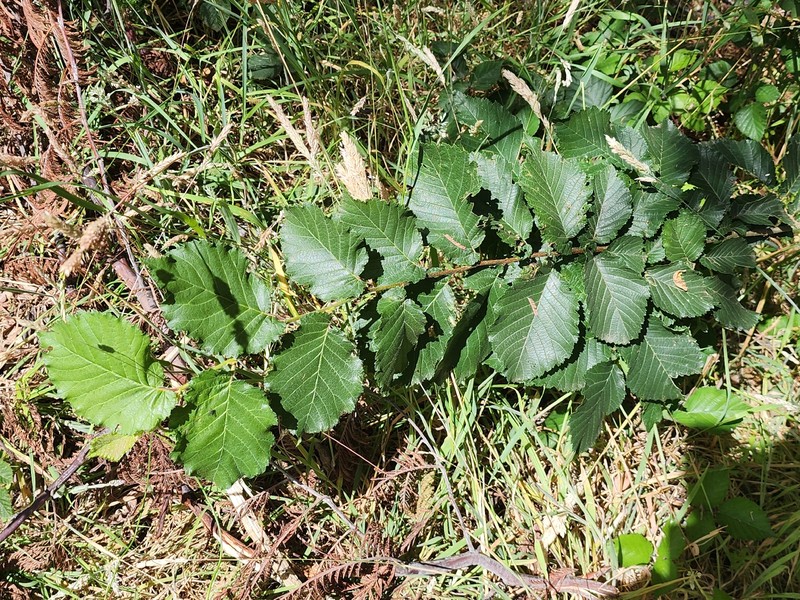 Dutch Elm photo 2