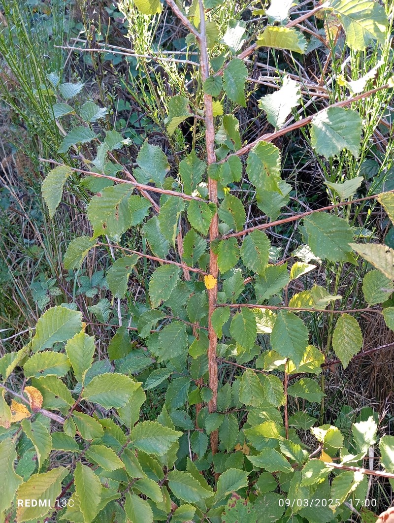 Dutch Elm photo 3