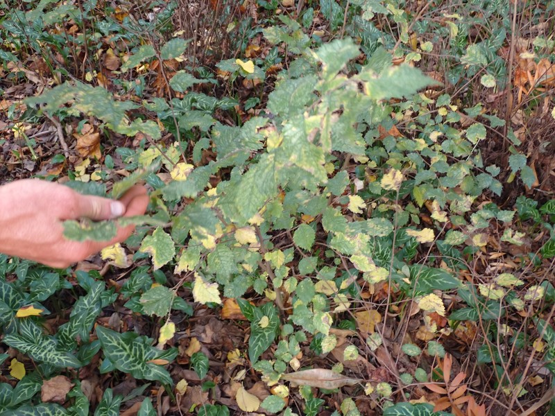 Dutch Elm photo 4