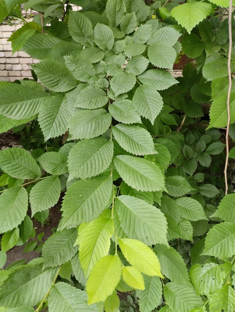 Dutch Elm photo 5