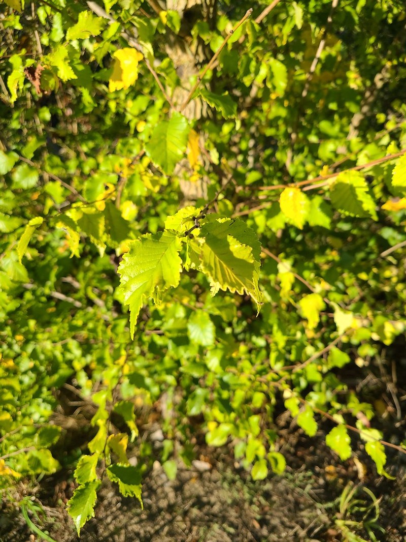 Dutch Elm photo 6