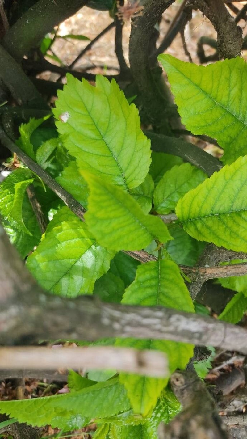 Dutch Elm photo 7