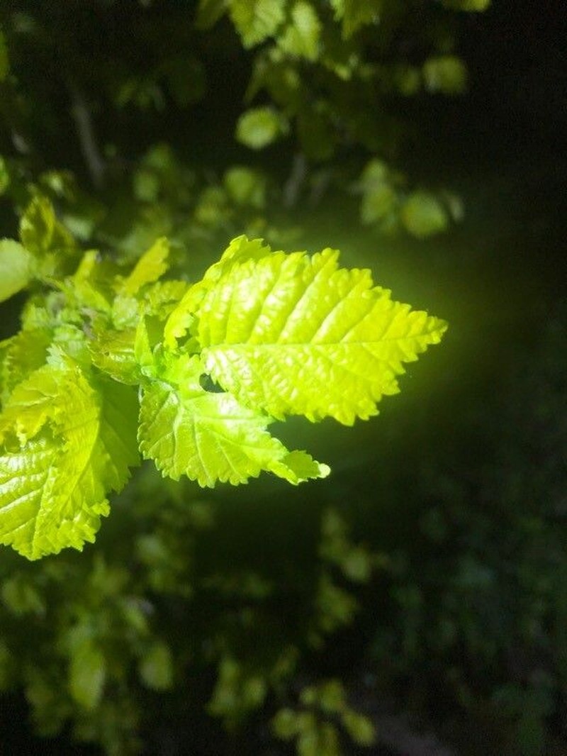 Dutch Elm photo 8
