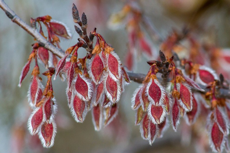 Winged Elm photo 4