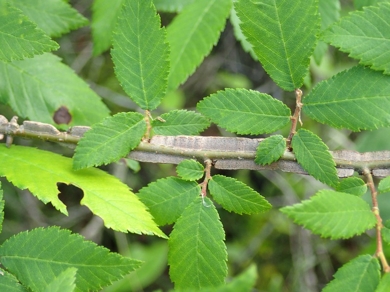 Winged Elm photo 5