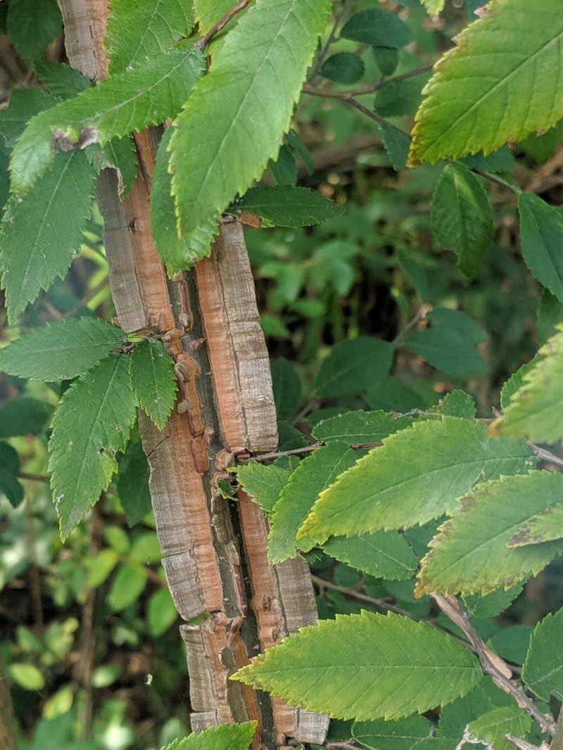Winged Elm photo 6