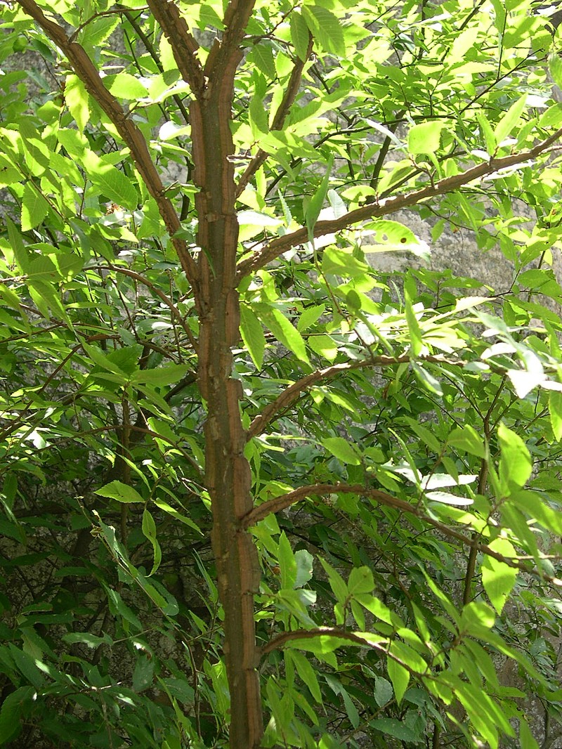 Winged Elm photo 4