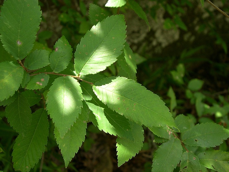 Winged Elm photo 2