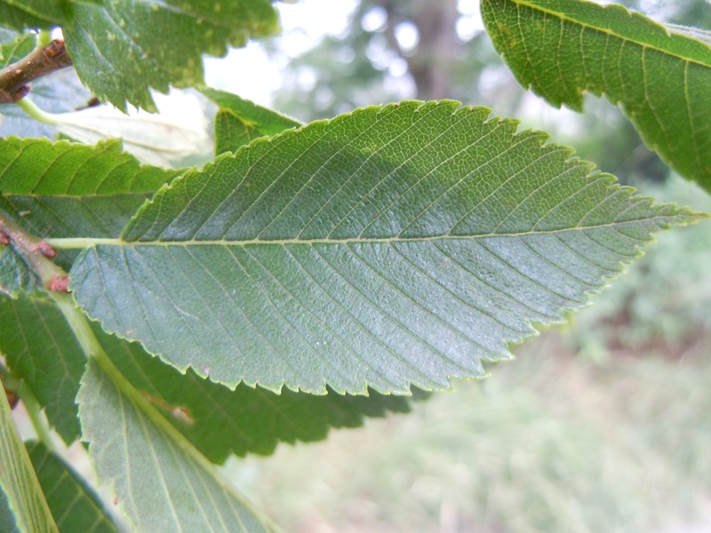 American Elm photo 6