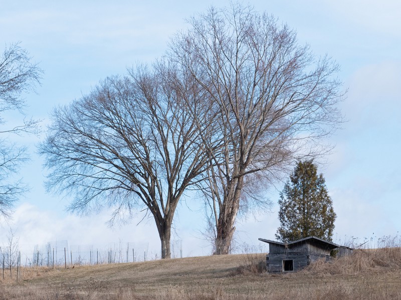 American Elm photo 7