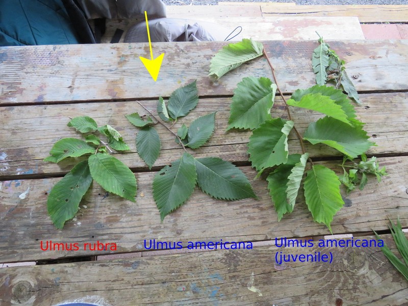 American Elm photo 8