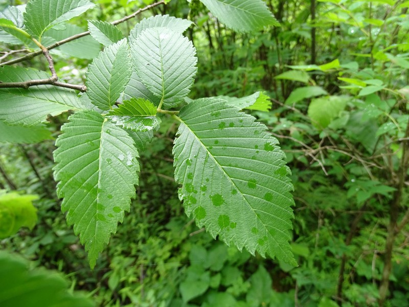 American Elm photo 9