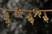 American Elm
