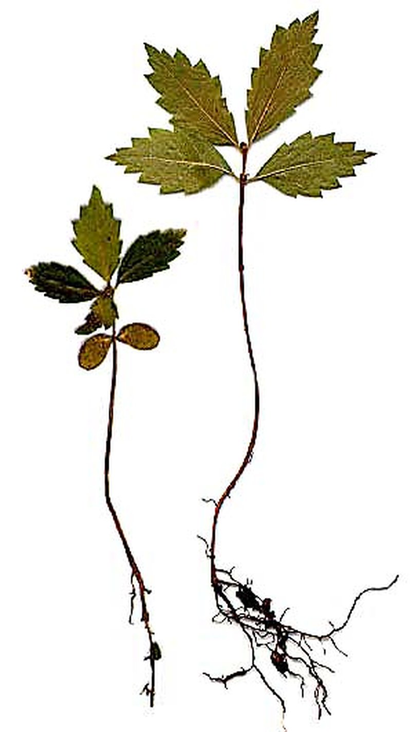 American Elm photo 3