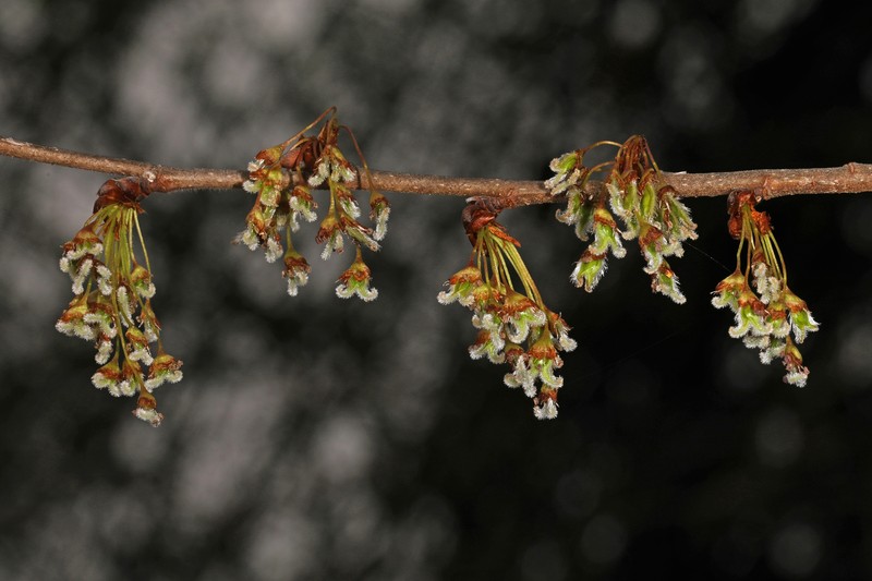 American Elm photo 2