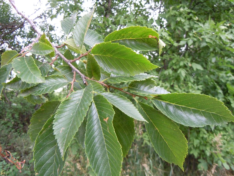American Elm photo 7