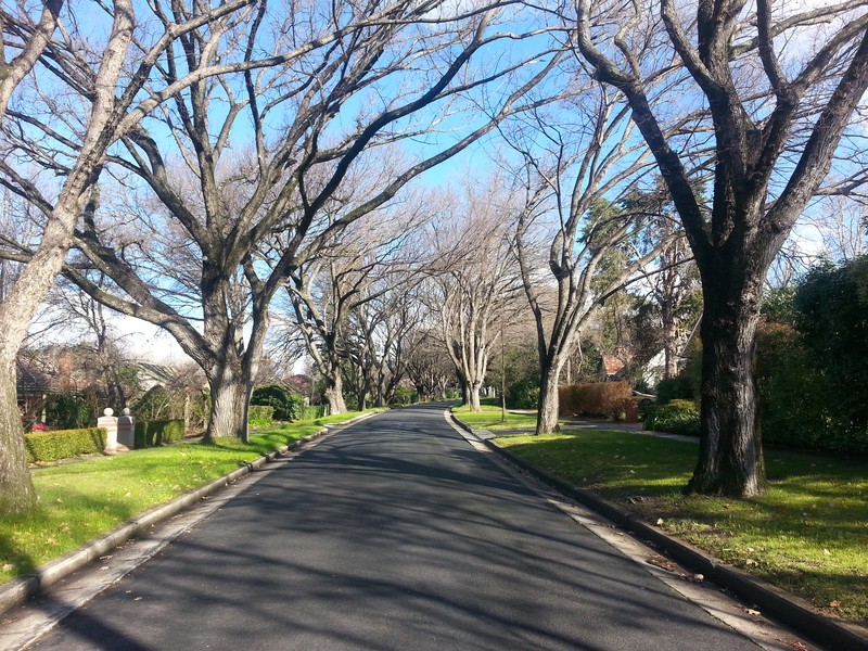 American Elm photo 8