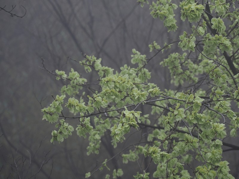 Ulmus bergmanniana