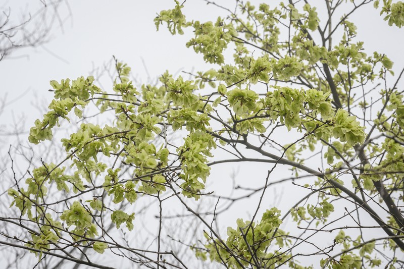 Ulmus bergmanniana photo 2