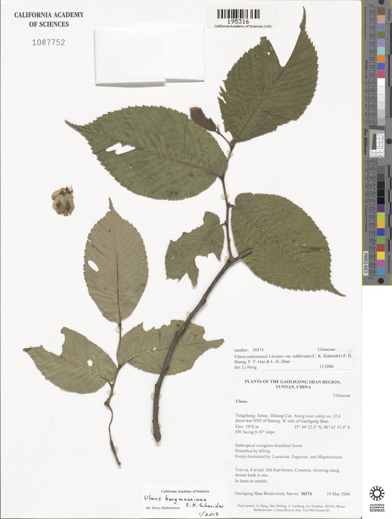 Ulmus bergmanniana photo 3