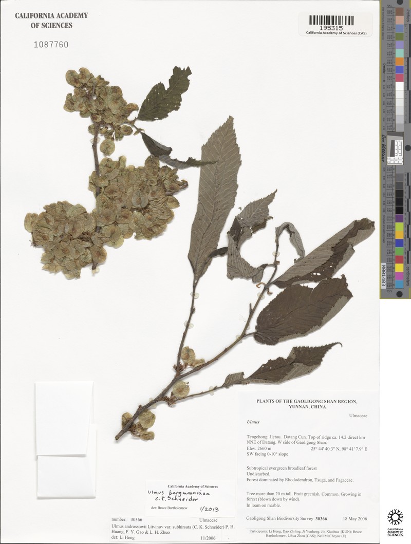 Ulmus bergmanniana photo 4