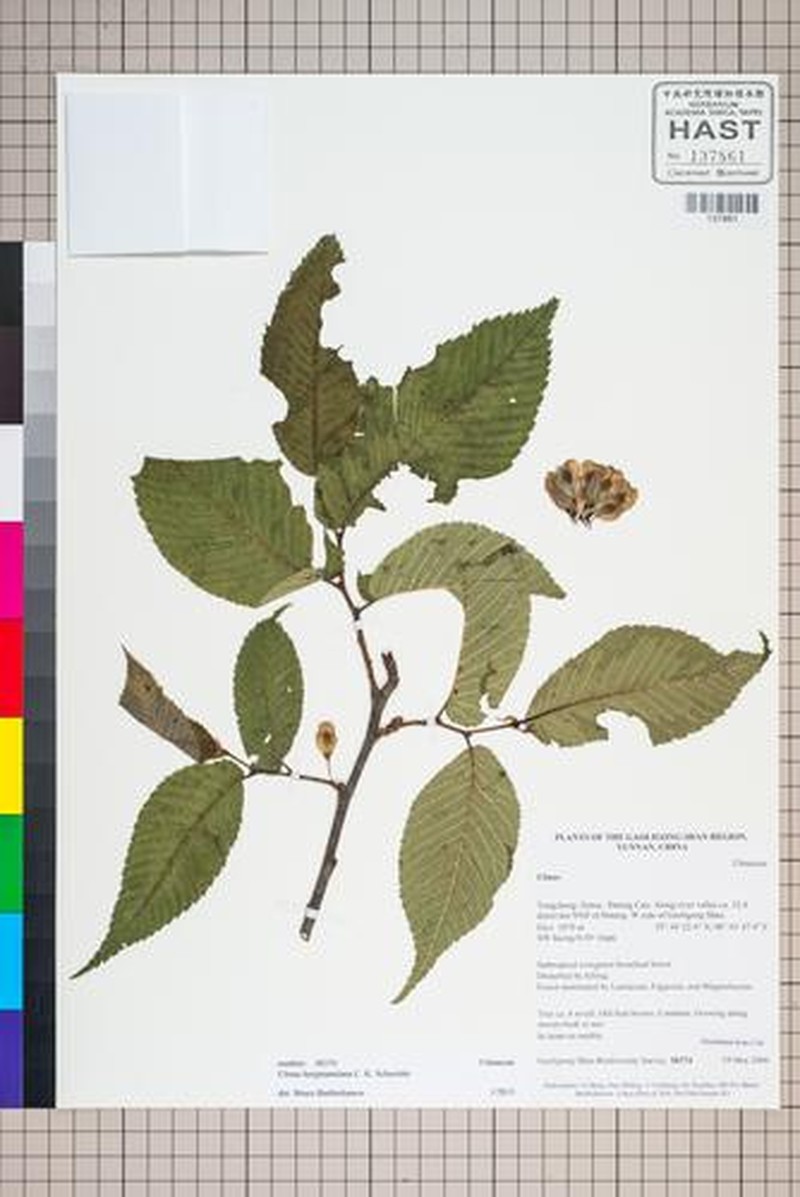 Ulmus bergmanniana photo 5