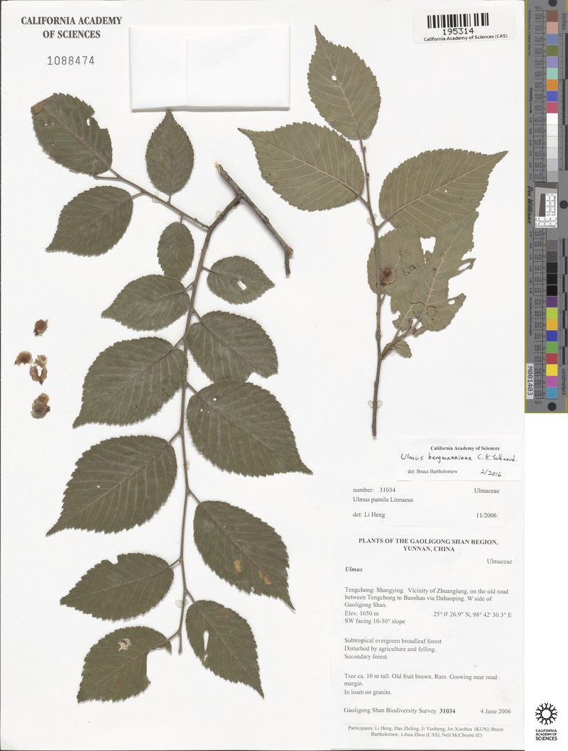 Ulmus bergmanniana photo 6