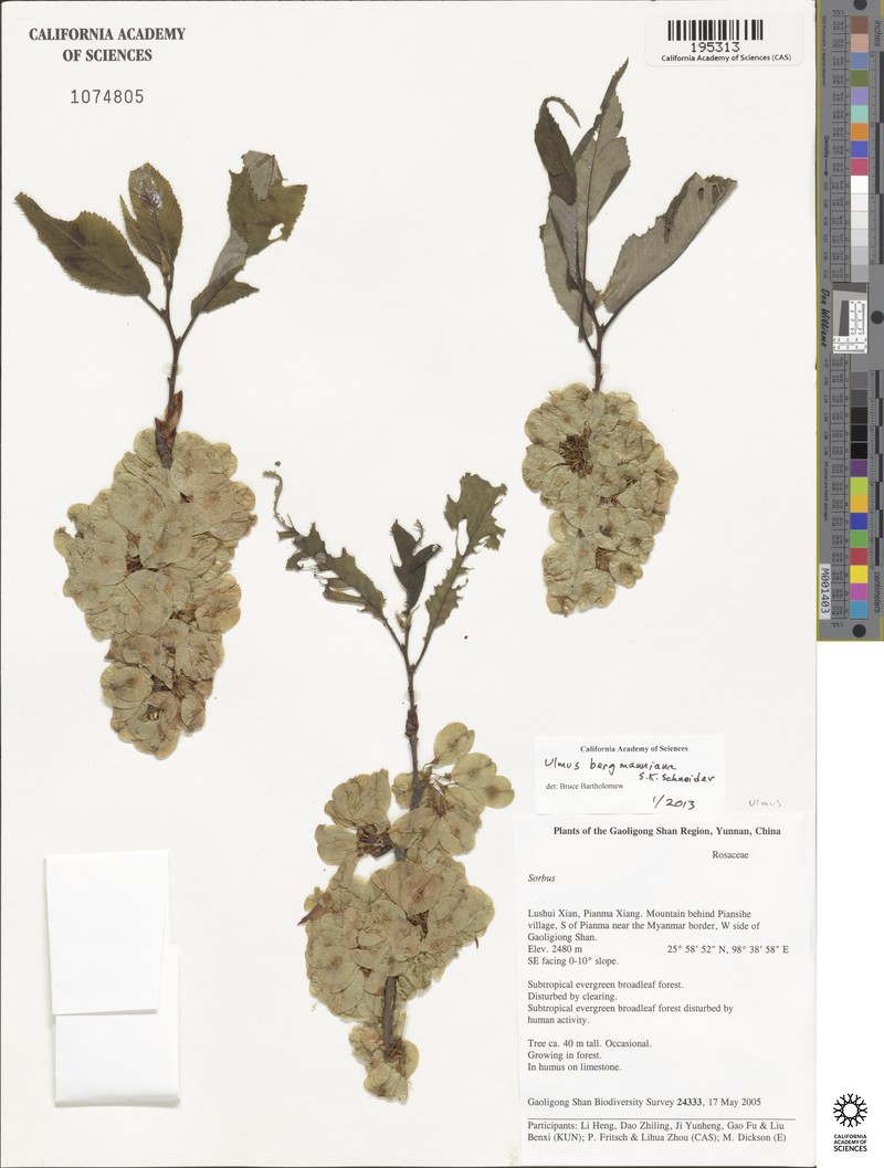 Ulmus bergmanniana photo 7