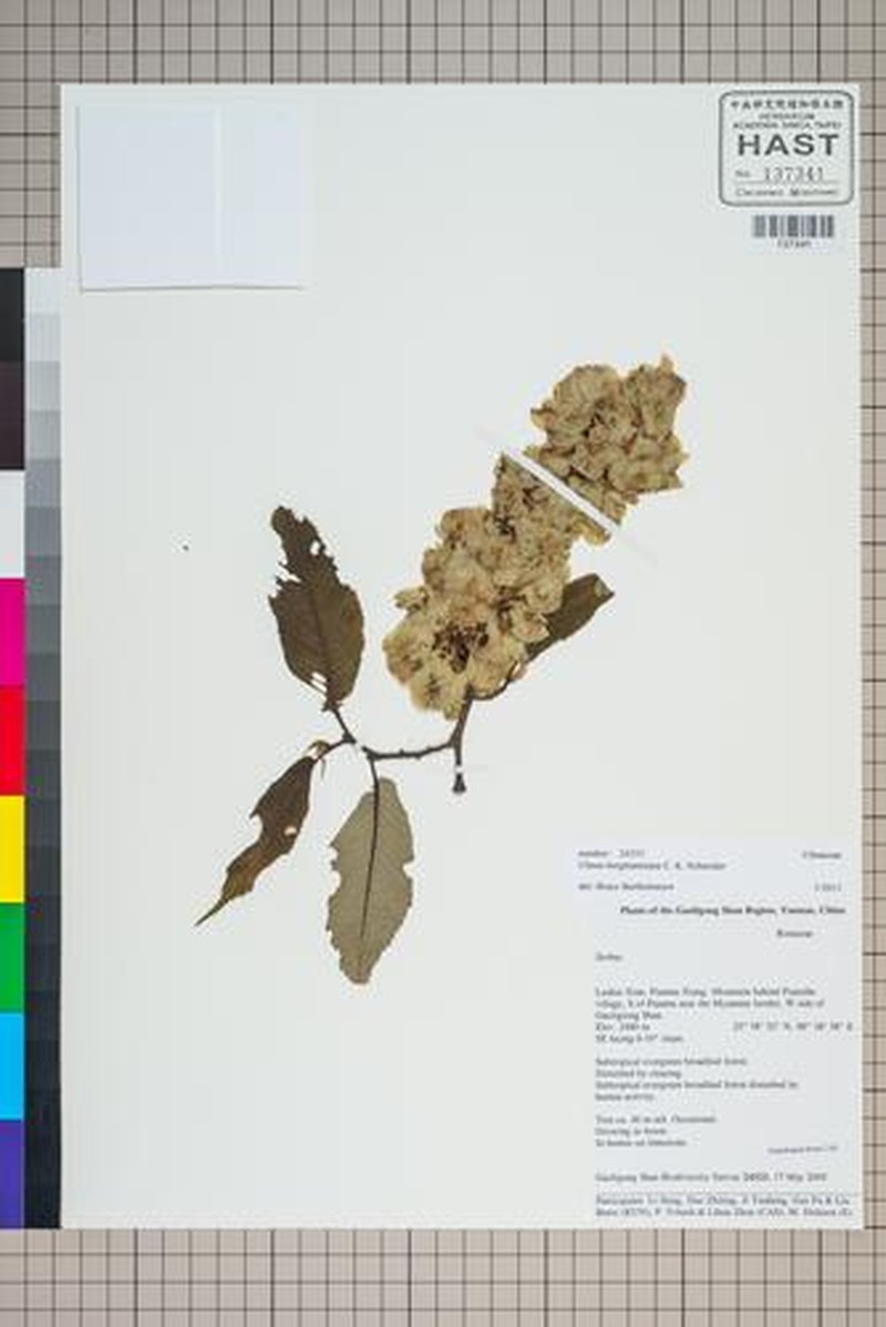 Ulmus bergmanniana photo 8