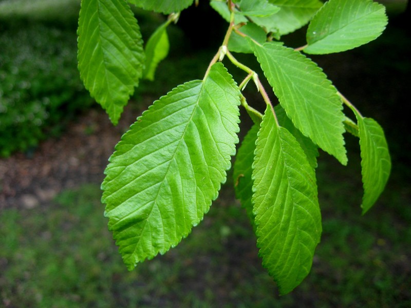 Ulmus boissieri