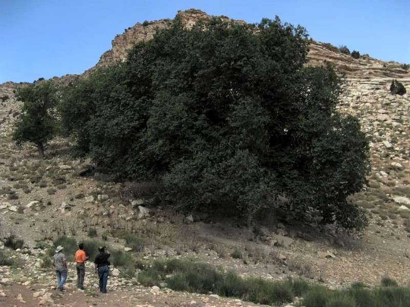 Ulmus boissieri photo 2
